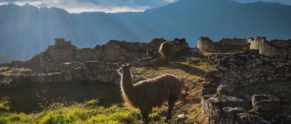 llama site